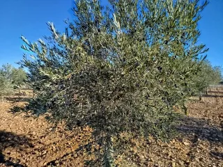 Olivos en Campo de Criptana