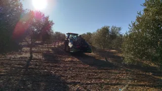 Olivos en Campo de Criptana