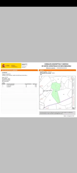 Olivos en Campo de Criptana