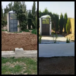 Olivos en Campo de Criptana