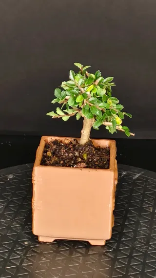 Olmo Chino Bonsái