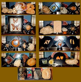 Colección Fósiles y Curiosidades