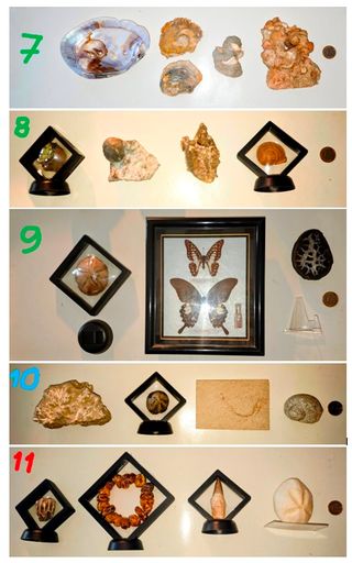 Colección Fósiles y Curiosidades