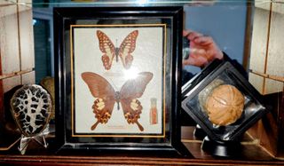 Colección Fósiles y Curiosidades