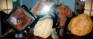 Colección Fósiles y Curiosidades