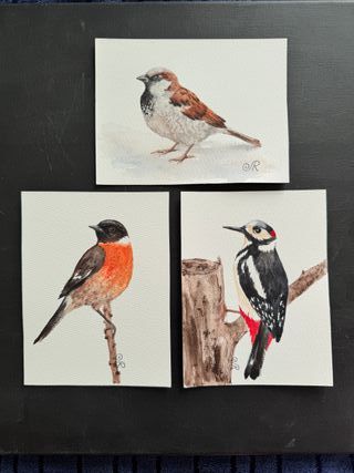 3 Acquerelli Uccelli (3 quadri)