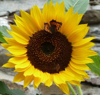 semi Girasole Nano Polina Giallo Limone