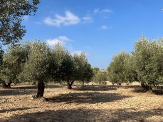 2 hectáreas de olivos en produccion en novallas
