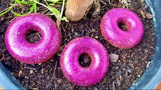 ELECTRONITE CLÁSICA Morado fucsia modelo donut
