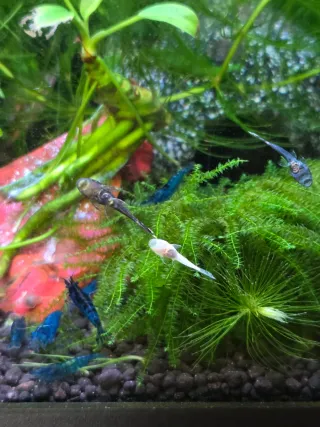 Musgo Christmas Moss para acuario