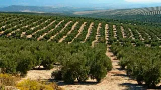 Poda de olivos y almendros