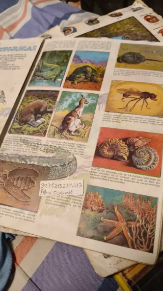 El libro de las adivinanzas 2