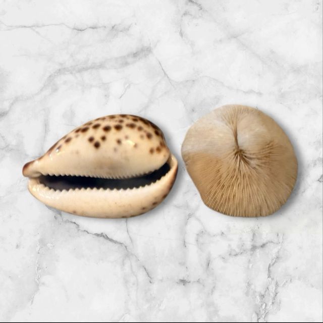 Lote 2 conchiglie marine