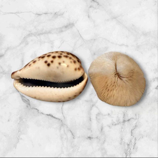 Lote 2 conchiglie marine