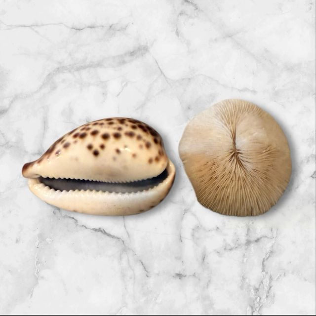 Lote 2 conchiglie marine