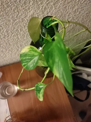 Planta Poto en Botella de Vidrio Verde