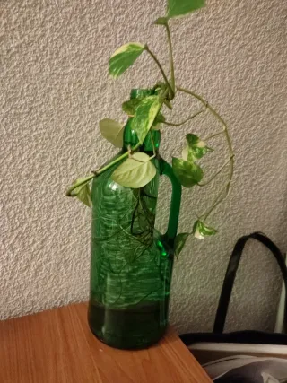 Planta Poto en Botella de Vidrio Verde