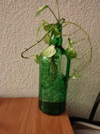 Planta Poto en Botella de Vidrio Verde