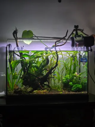 Acuario 55L con plantas y troco