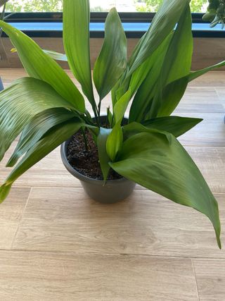 Aspidistra planta de interior