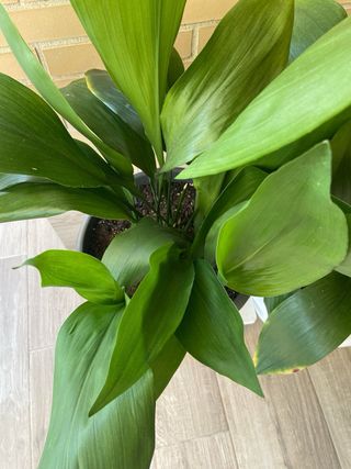Aspidistra planta de interior