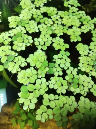 Salvinia planta acuática flotante