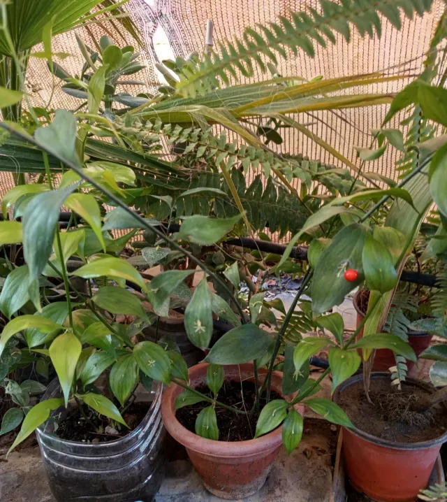 Laurel de Alejandría con bayas y flores