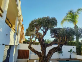 Servicios de Jardinería