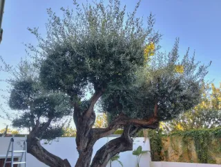 Servicios de Jardinería