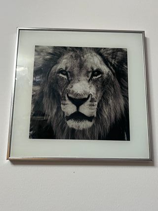 Cuadro de león en blanco y negro