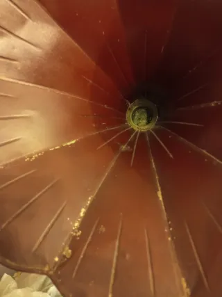 Gramófono Princ. S.XX para restaurar