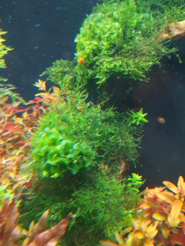 Christmas Moss y Weeping.  Planta acuario