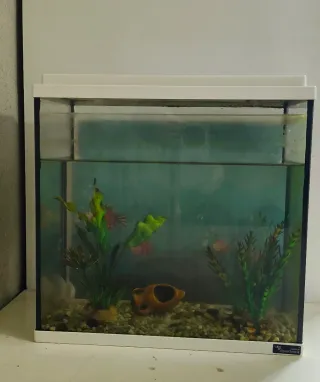 Acuario para peces