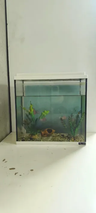 Acuario para peces
