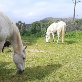 Busco sitio para Jubilación de Caballos.