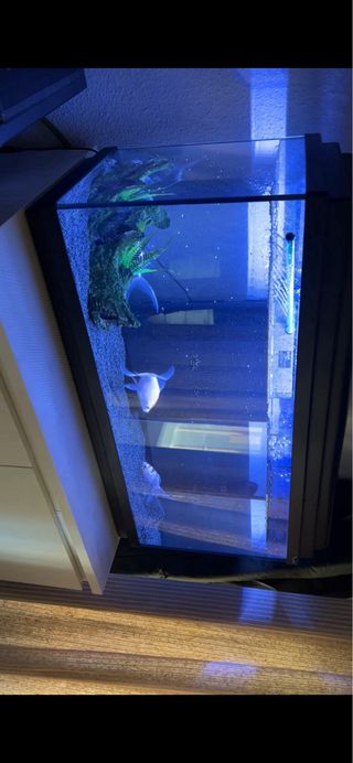 Acuario Aquatlantis 80L + Filtro Eheim