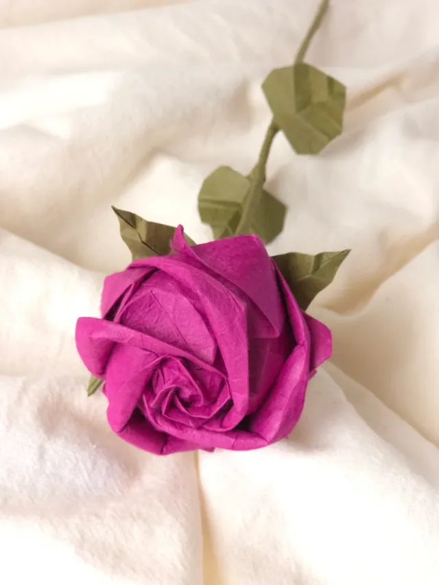 Rosa papel premium - Sant Jordi, Día de la Mujer