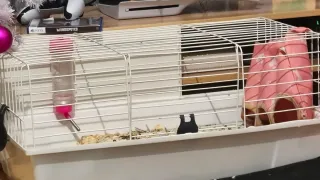 Jaula para conejo o hámster