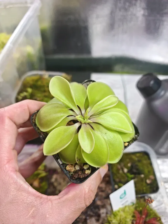 Pinguicula Rectifolia XL