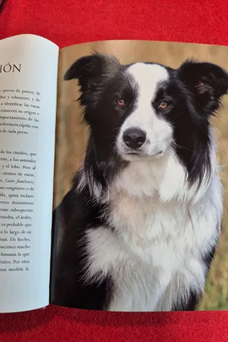 Libro Perros - Historia, Descripción, Fotografías
