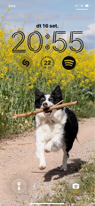 Passejador gos / paseador perro a Berga