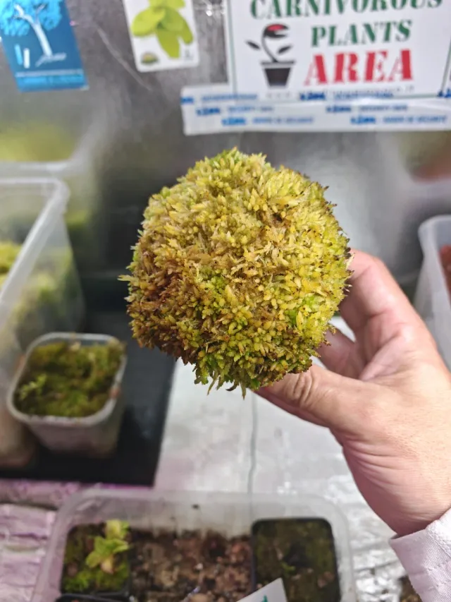 Maceta con musgo Sphagnum