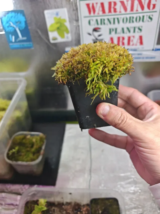 Maceta con musgo Sphagnum