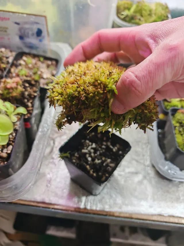 Maceta con musgo Sphagnum