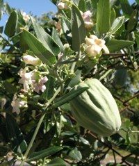 Planta Tasi (Enredadera Comestible)