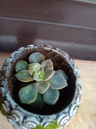 Maceta Cara Buda con Suculenta