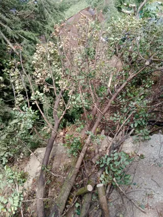 Limpieza,desbroces mantenimiento