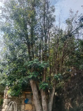 Limpieza,desbroces mantenimiento