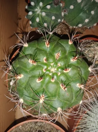 Limpieza,desbroces mantenimiento