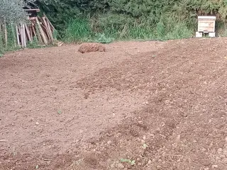 Limpieza,desbroces mantenimiento